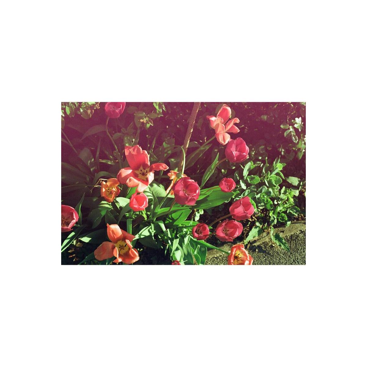 Pink and orange tulips in a garden, captured with KONO! Mirage 200 film showing warm, experimental light-shifted tones.