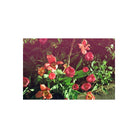 Pink and orange tulips in a garden, captured with KONO! Mirage 200 film showing warm, experimental light-shifted tones.
