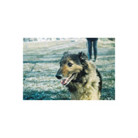 A fluffy dog captured on KONO! Monsoon 200 film with moody, cool-toned colors and an atmospheric, experimental aesthetic.