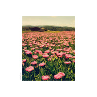 Field of pink flowers captured on KONO! Moonstruck 200 35mm film with muted, vintage-style color tones.