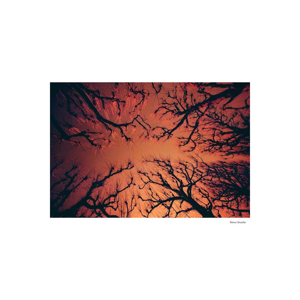 Bare tree silhouettes against a vibrant red and orange sky, captured on KONO! Rotwild No. 2 redscale 35mm film.