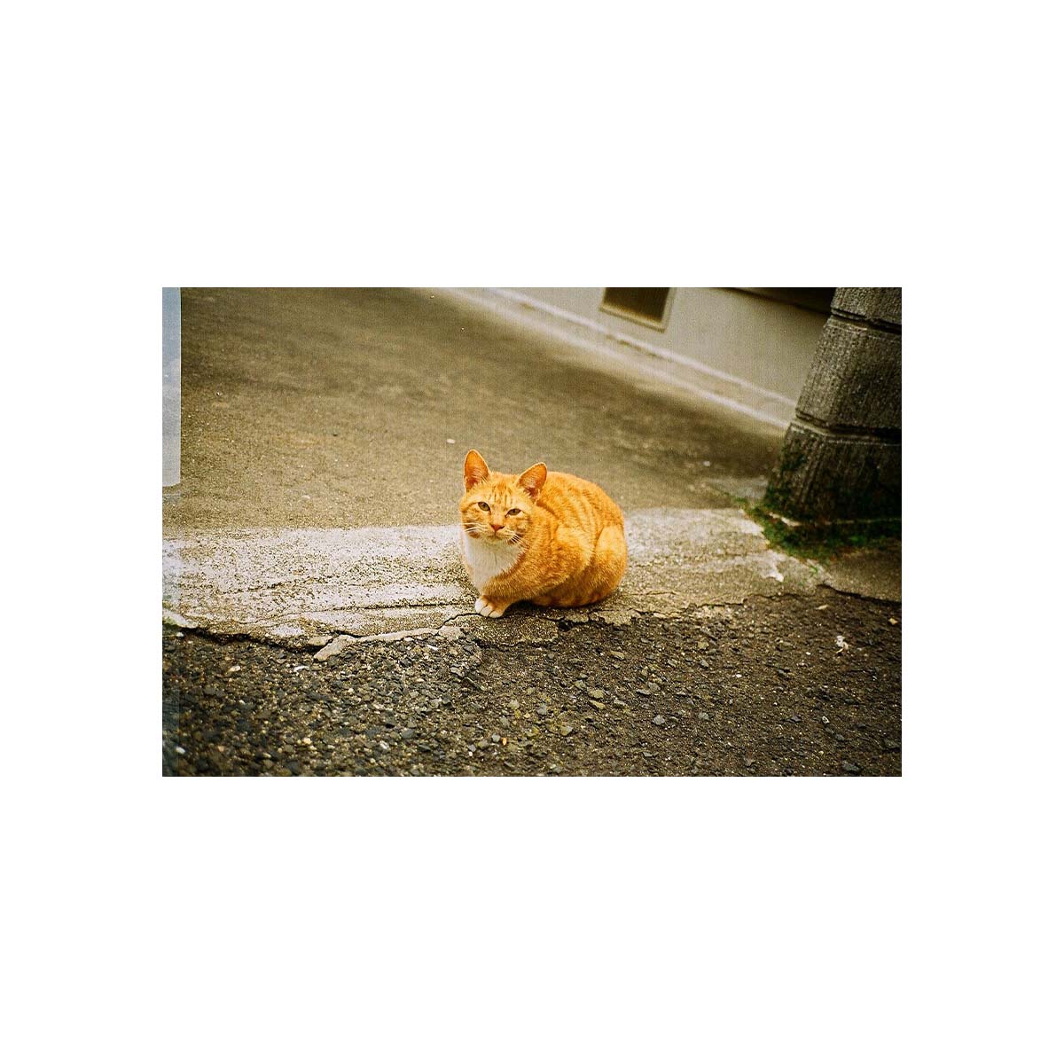 Kodak ColorPlus 200 ISO, Color 35mm Film, 36 exp