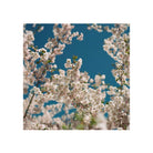 White cherry blossoms against a deep blue sky, captured with fine grain and natural color on Kodak Ektacolor Pro 160 film.