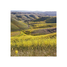 Vivid landscape of rolling hills covered in yellow wildflowers, captured with sharp detail on Kodak Ektar 100 film.