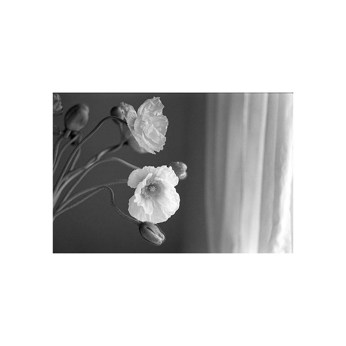 Kodak Tri-X 400 ISO, B&W 35mm Film, 36 exp