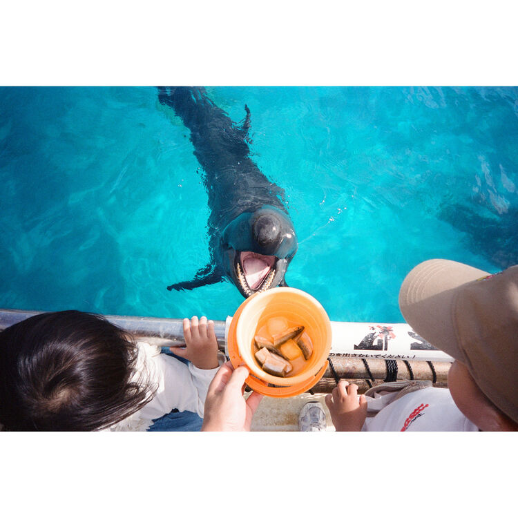 Snapic image of a Dolphin interacting with a child holding an orange bowl in a pool.