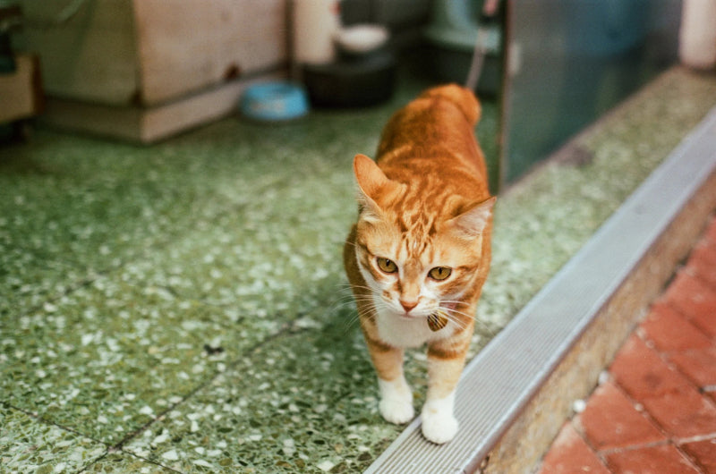 Amber D320 320 ISO Color Negative AHU Film 35mm x 27exp.