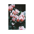 Close-up of pink and white cyclamen flowers with a retro, grainy analogue film aesthetic and soft pastel tones.
