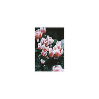 Close-up of pink and white cyclamen flowers with a retro, grainy analogue film aesthetic and soft pastel tones.