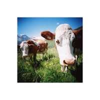Two brown and white cows in a vibrant, sunlit mountain meadow, captured with sharp detail on 120 color negative film.