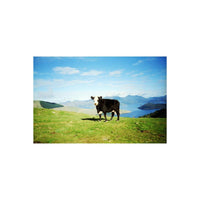 Black and white cow standing on a vibrant green hillside overlooking a blue lake and mountains, captured on 35mm film.
