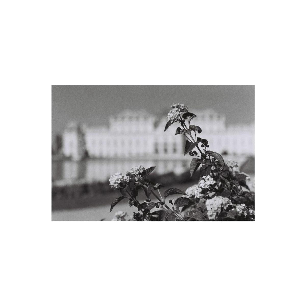 Black and white 35mm film sample showing sharp floral detail with a soft-focus architectural background.