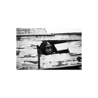 Man in a baseball cap peering through a weathered, peeling wooden structure in high-contrast black and white.