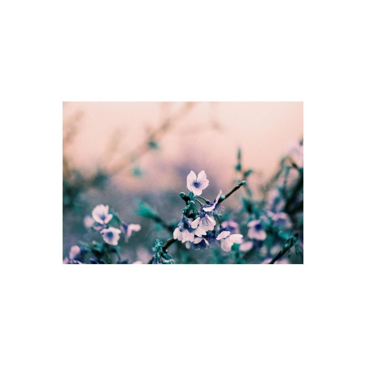 Small white flowers on a branch rendered in surreal turquoise and gold tones by LomoChrome Turquoise 35mm film.
