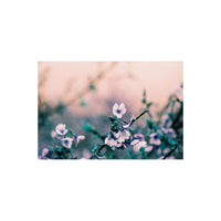 Small white flowers on a branch rendered in surreal turquoise and gold tones by LomoChrome Turquoise 35mm film.