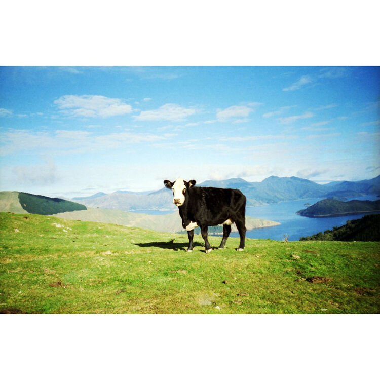 A black and white cow stands on a grassy hill overlooking a scenic lake and mountain landscape under a blue sky.