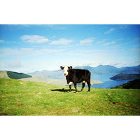 A black and white cow stands on a grassy hill overlooking a scenic lake and mountain landscape under a blue sky.