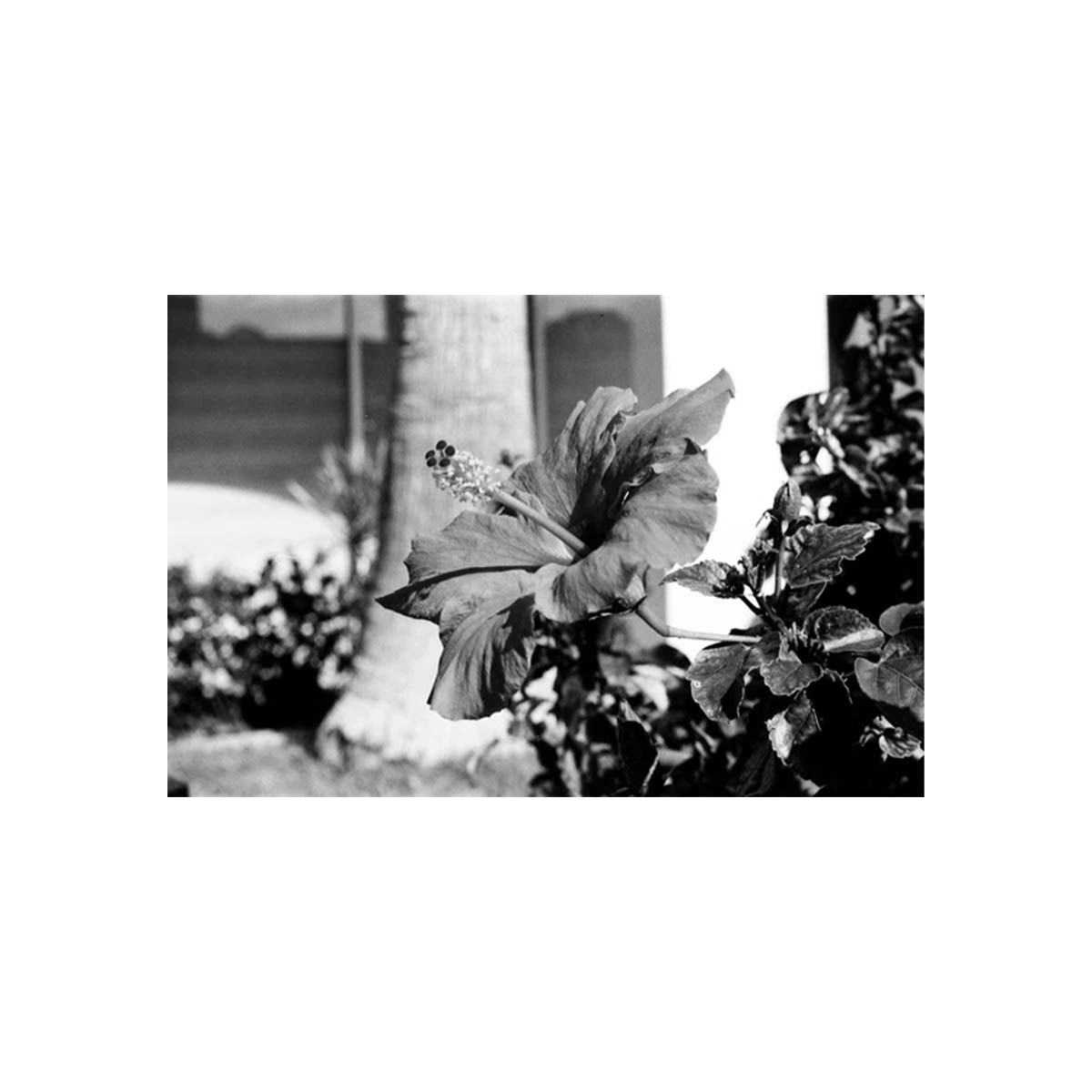 A black and white photographic print of a hibiscus flower in bloom, surrounded by foliage and a blurred background.