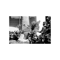 A black and white photographic print of a hibiscus flower in bloom, surrounded by foliage and a blurred background.