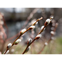 Close-up of willow branches with fuzzy white catkins and small brown buds against a softly blurred outdoor background.