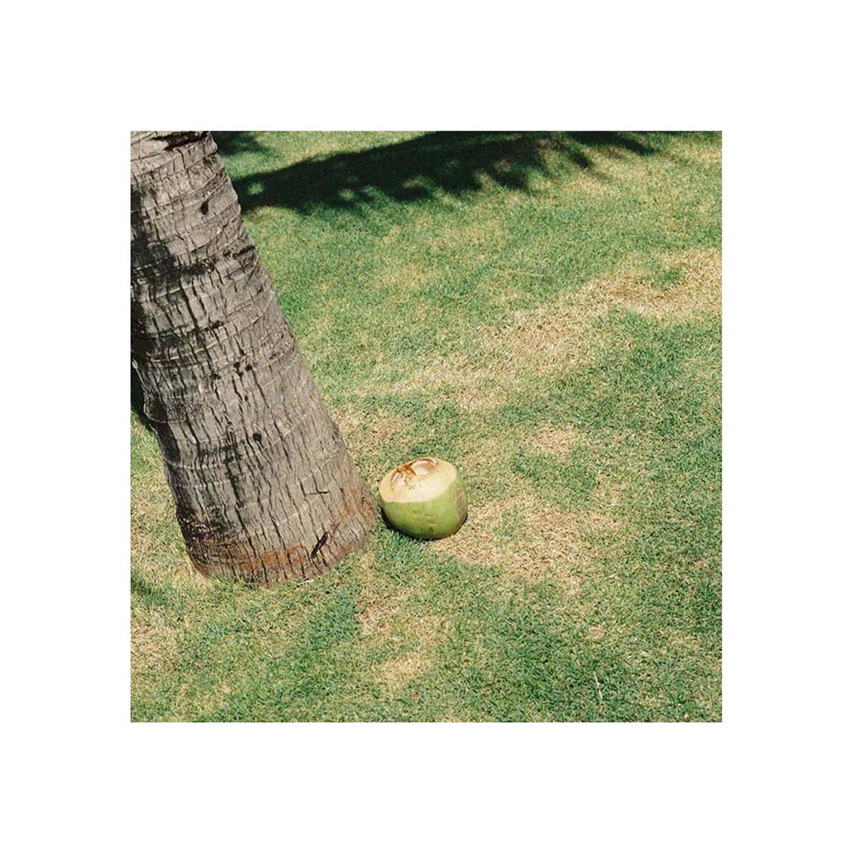A green coconut rests on a patch of dry, yellowed grass next to the base of a palm tree trunk in an outdoor yard.
