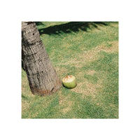 A green coconut rests on a patch of dry, yellowed grass next to the base of a palm tree trunk in an outdoor yard.