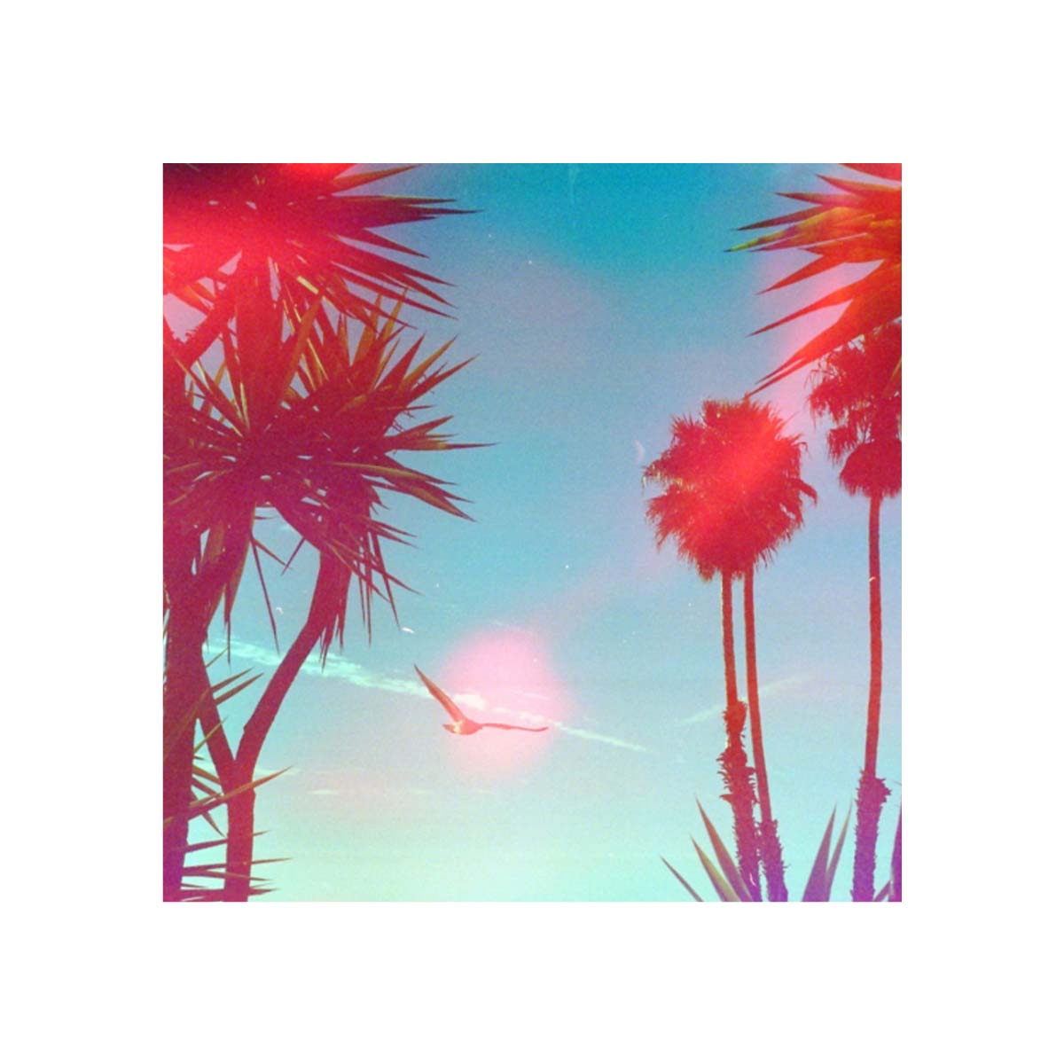 Palm trees against a blue sky with vibrant red and pink light-leak effects from Psychedelic Blues 35mm film.