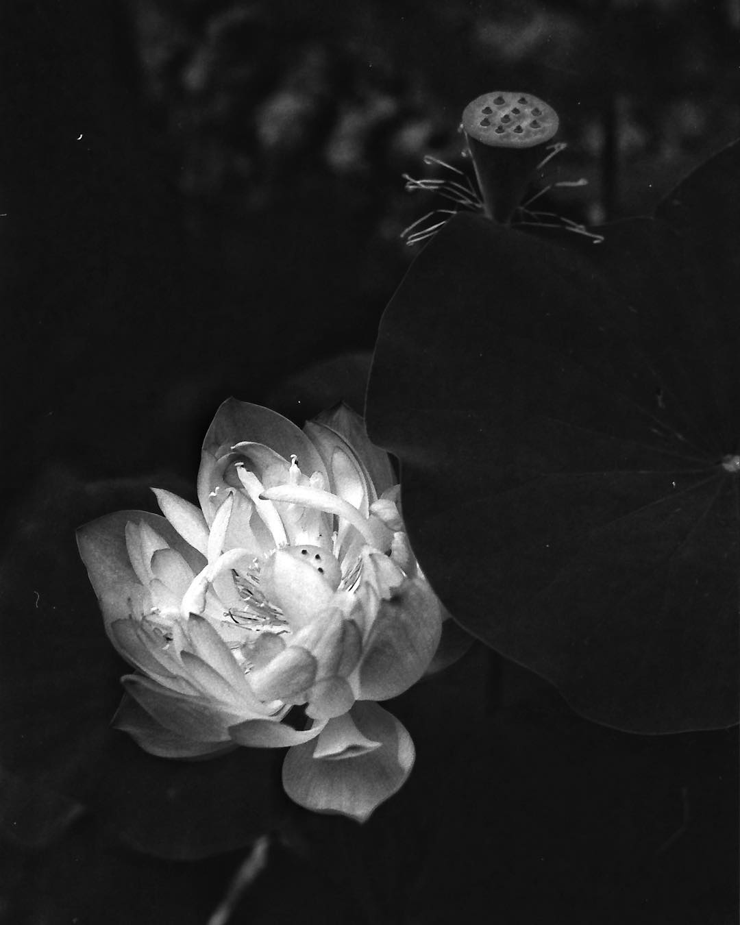 Rollei RPX 100 Black & White 35mm Film (36 exposures)