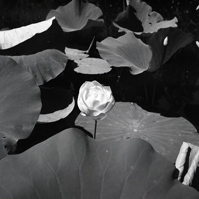 Rollei Retro 400S Black & White Film (120 Roll Film)