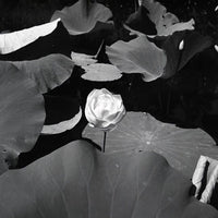 Rollei Retro 400S Black & White Film (120 Roll Film)