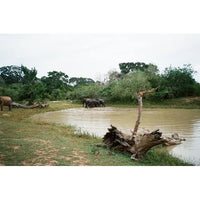 A natural outdoor scene showing several elephants standing in a muddy river or pool, with grassy banks, trees, and a large fallen log in the foreground under an overcast sky.