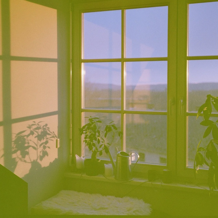 A sunlit interior corner with a large window, green-tinted light, several potted plants on the sill, and a small white rug on the floor.