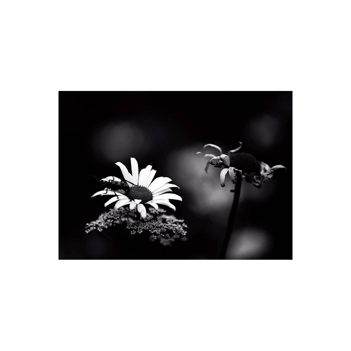 Black and white macro photograph of a daisy with a beetle on its center, set against a dark blurred background with another flower stem on the right.
