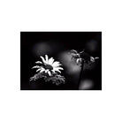 Black and white macro photograph of a daisy with a beetle on its center, set against a dark blurred background with another flower stem on the right.