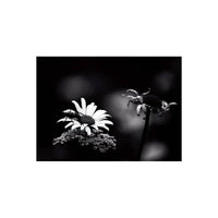 Black and white macro photograph of a daisy with a beetle on its center, set against a dark blurred background with another flower stem on the right.