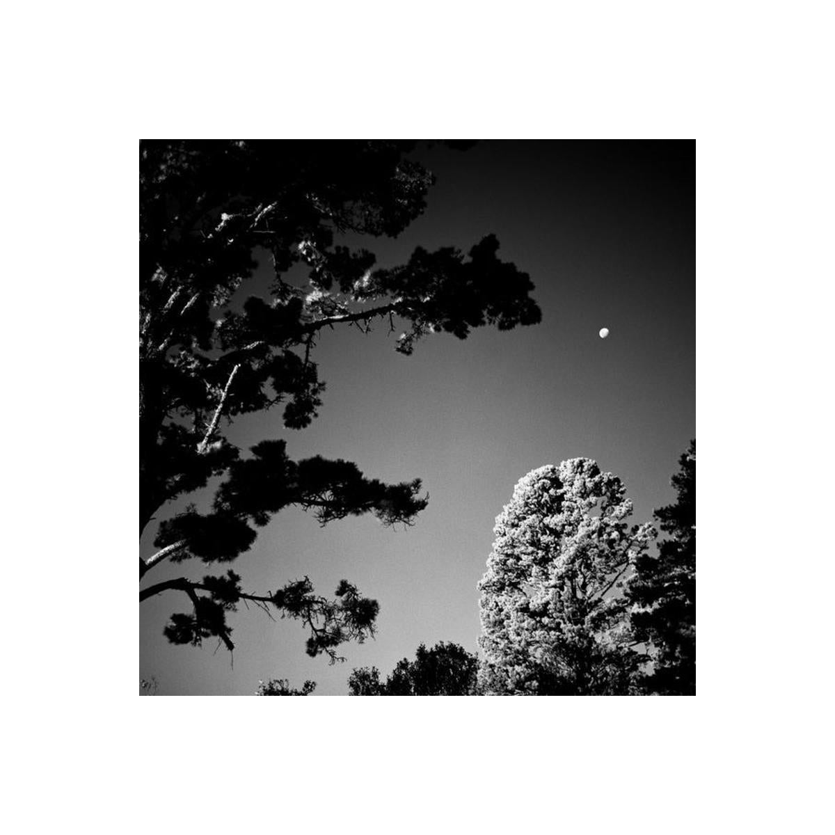 Black and white photo of trees against a clear sky with a moon visible.