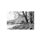 Black and white infrared landscape showing trees with bright foliage and exposed roots by a lake, shot on Rollei 400 film.