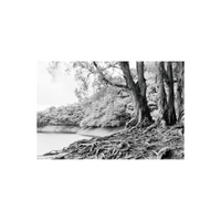 Black and white infrared landscape showing trees with bright foliage and exposed roots by a lake, shot on Rollei 400 film.