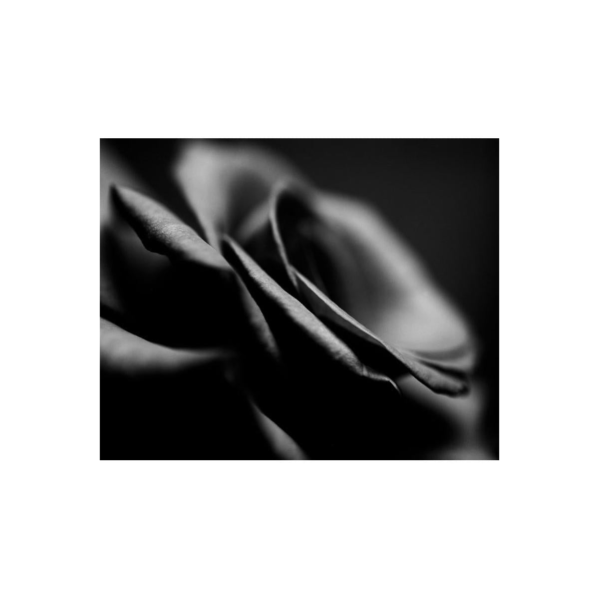 Close-up of a black and white rose with soft focus