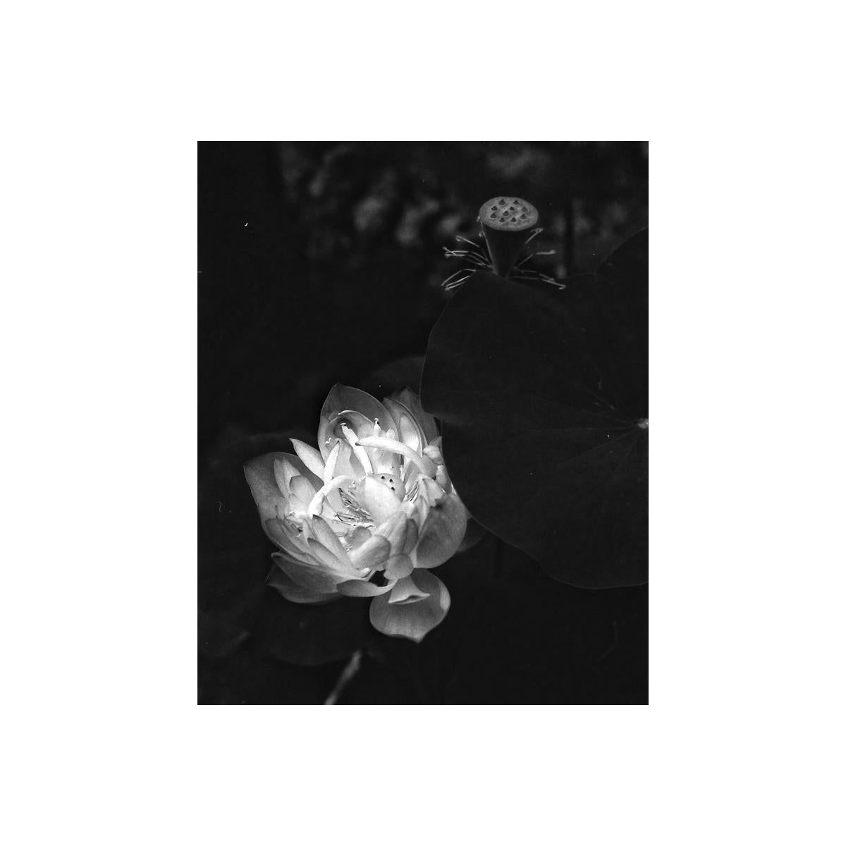 Black and white close-up of a blooming lotus flower captured on Rollei RPX 100 35mm film with fine grain and sharp detail.