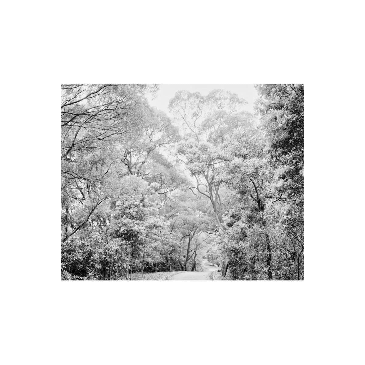 Black and white photo of a forest with a path