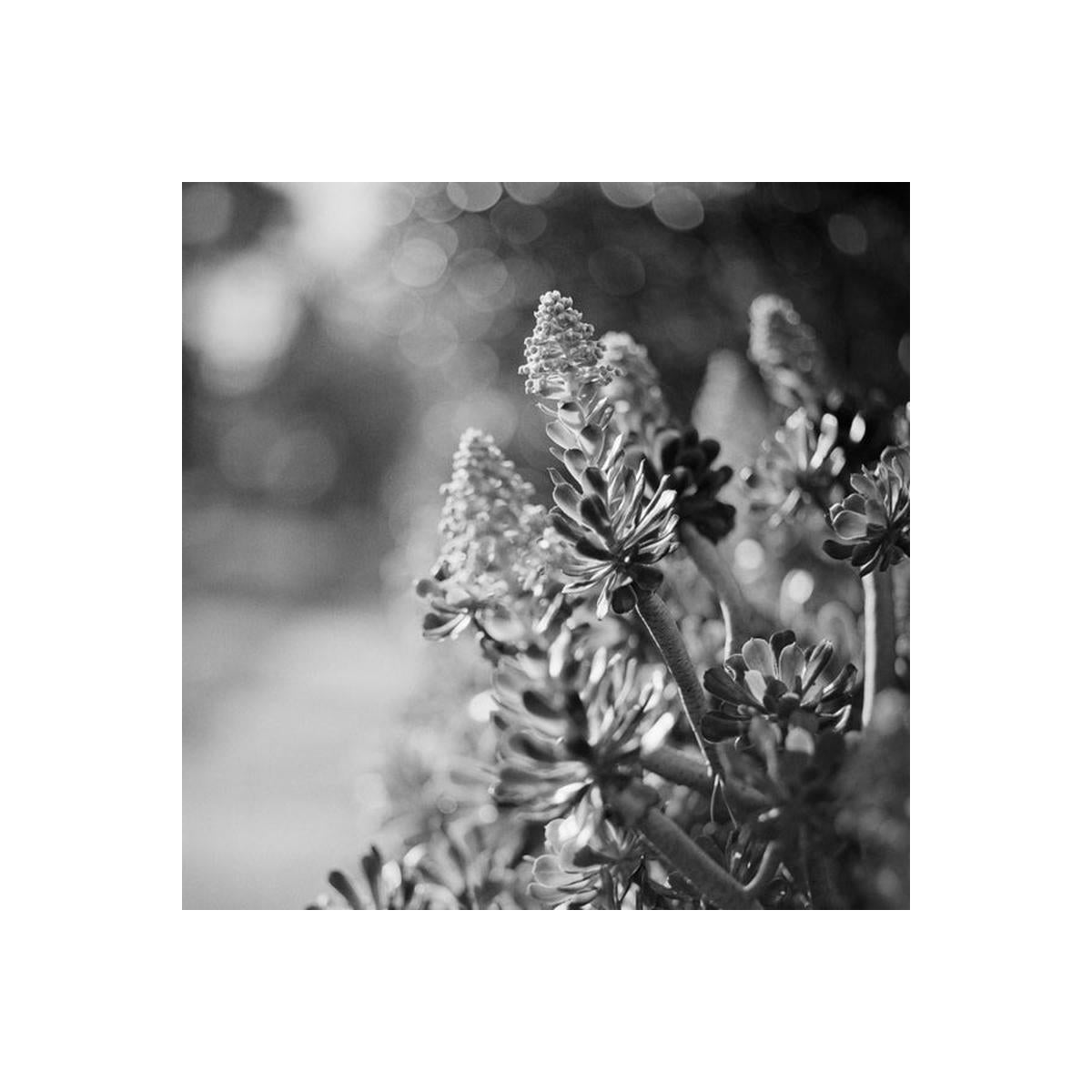 Black and white close-up photograph of succulent plants with clustered flower spikes in sharp focus against a blurred outdoor background.