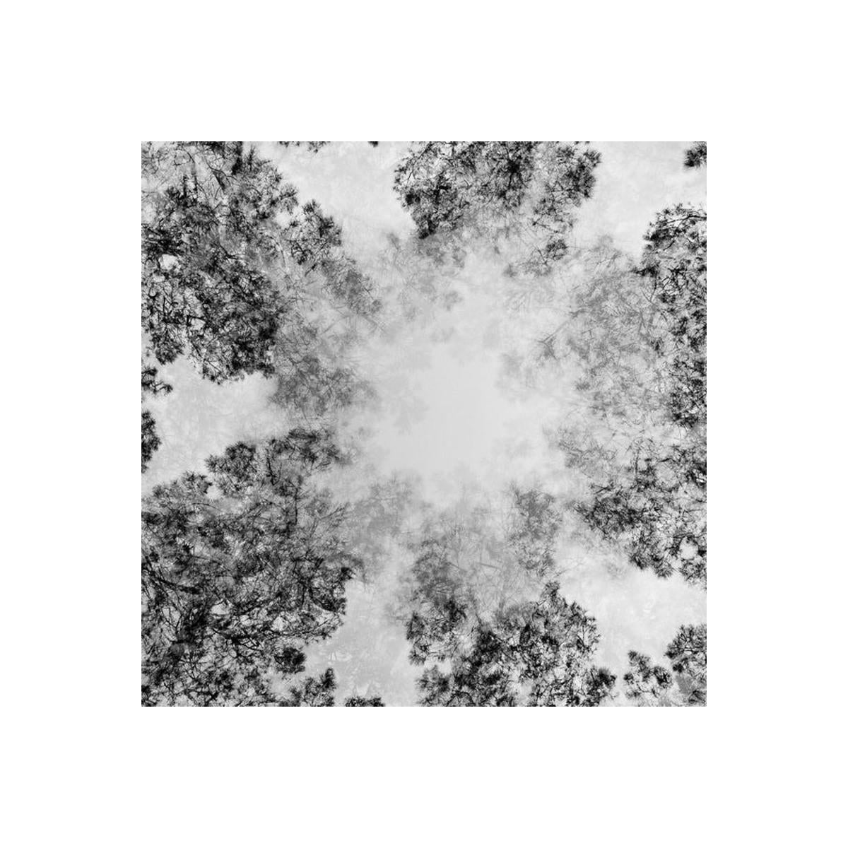 Black and white abstract pattern of tree branches and snow