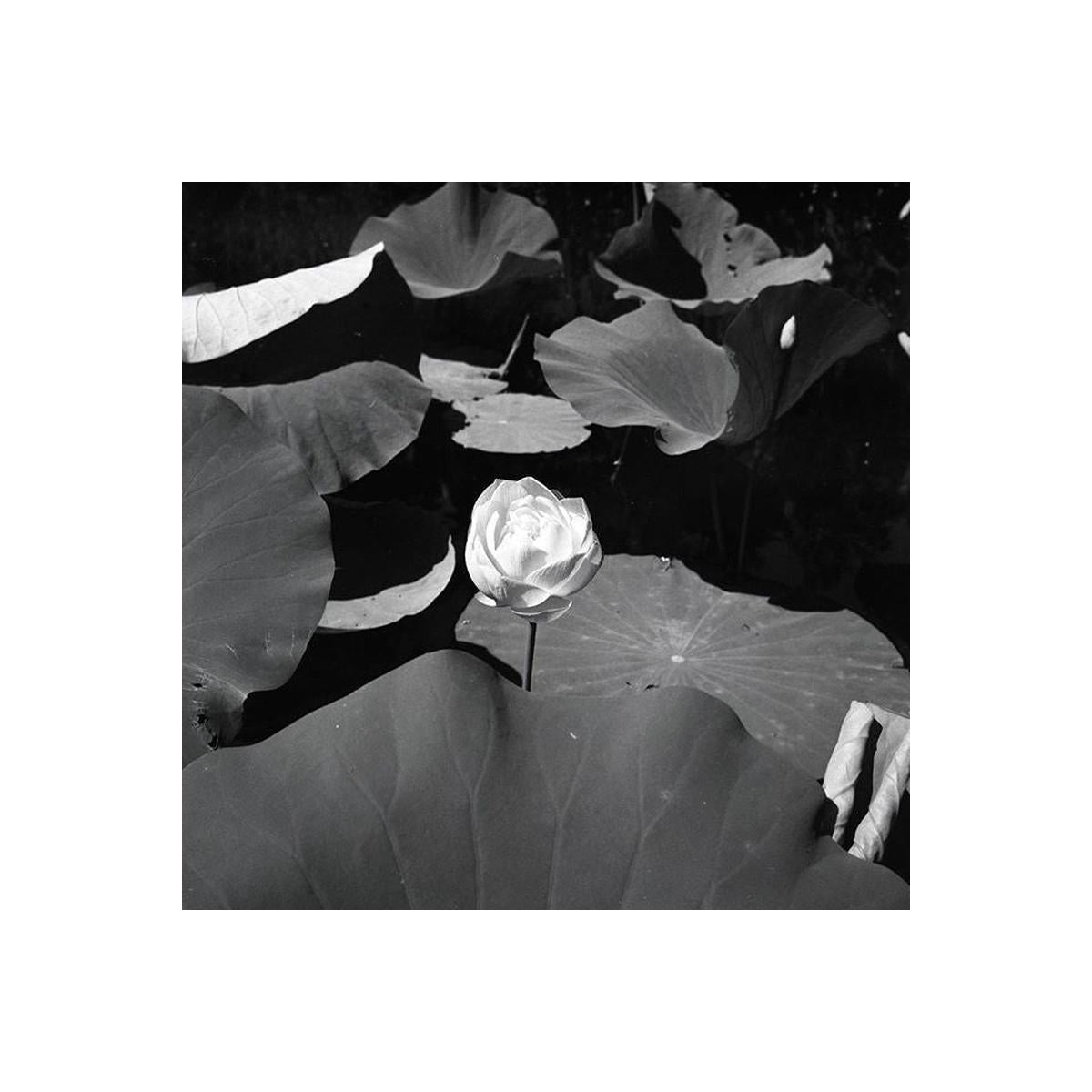 Black and white photo of a water lily with large leaves