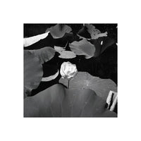 Black and white photo of a water lily with large leaves