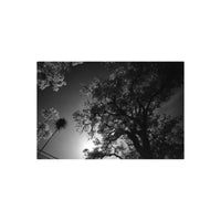 Black and white infrared landscape shot of silhouetted trees against a bright sky, captured on Rollei Retro 80S film.