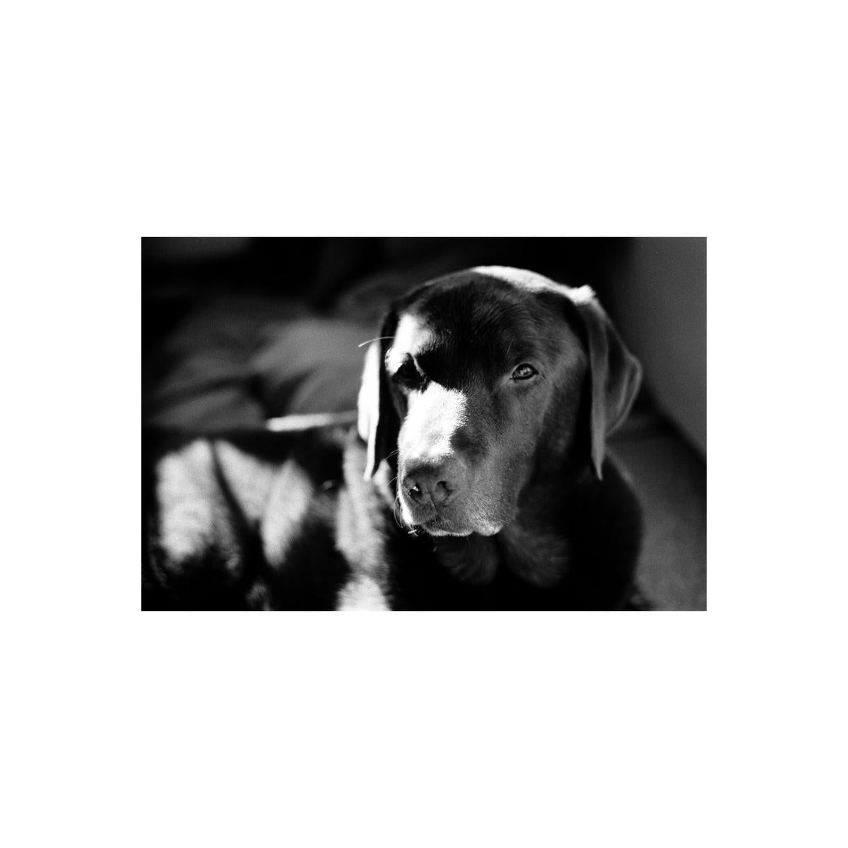 High-contrast black and white portrait of a Labrador dog captured on Rollei Superpan 200 35mm film.
