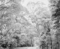 Black and white photo of a forest with a path