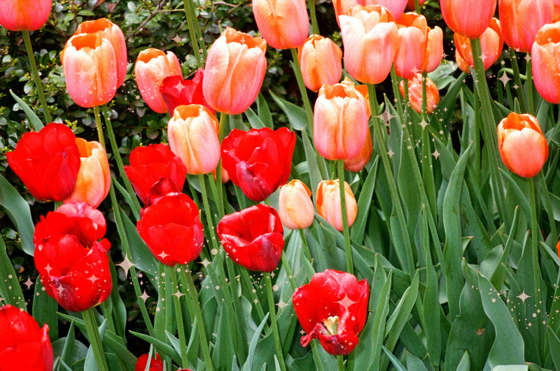 A dense cluster of tulips in shades of red and peach-orange with long green stems and leaves.