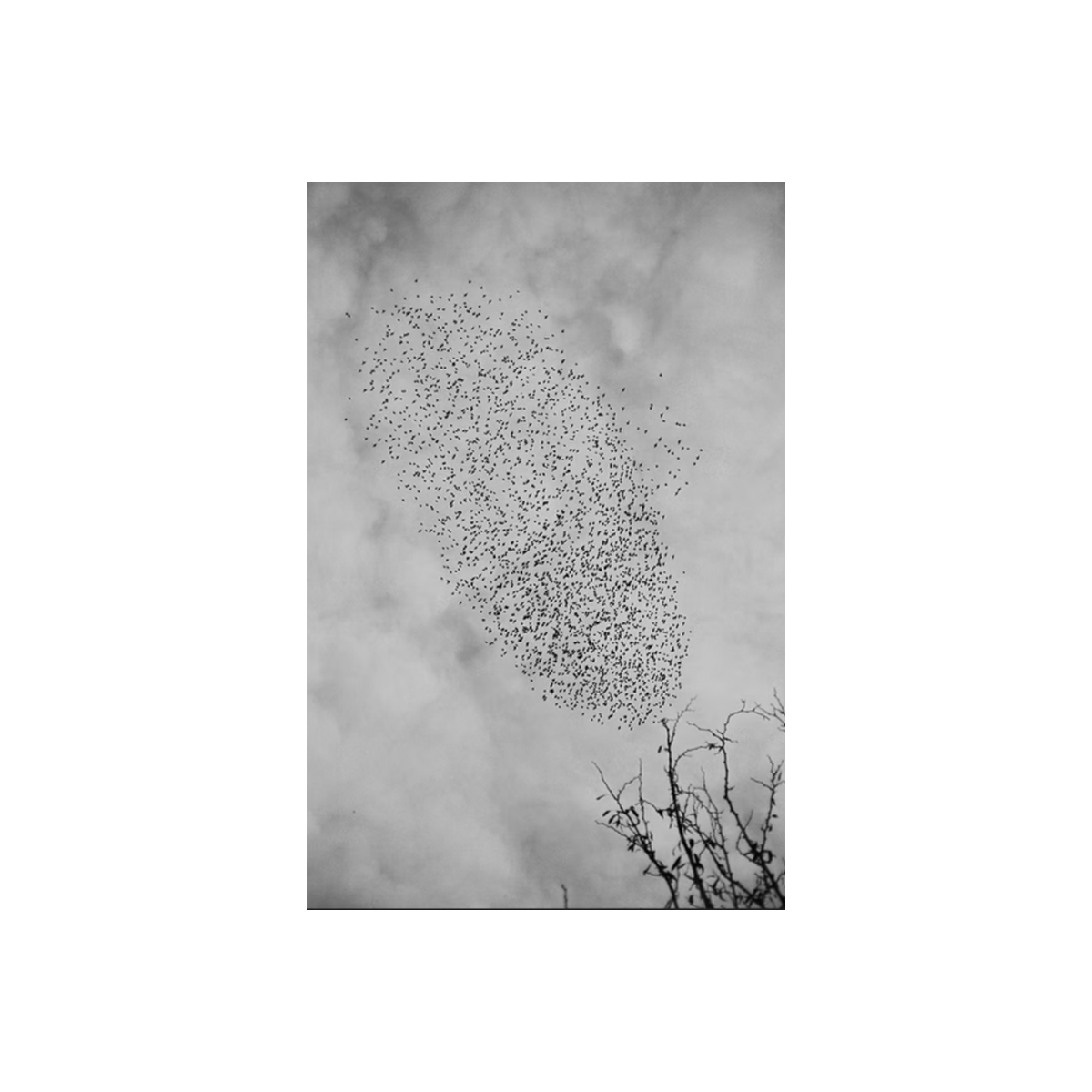 Black and white photograph of a large flock of birds flying in a V-formation against a cloudy sky, with bare tree branches in the lower right corner.